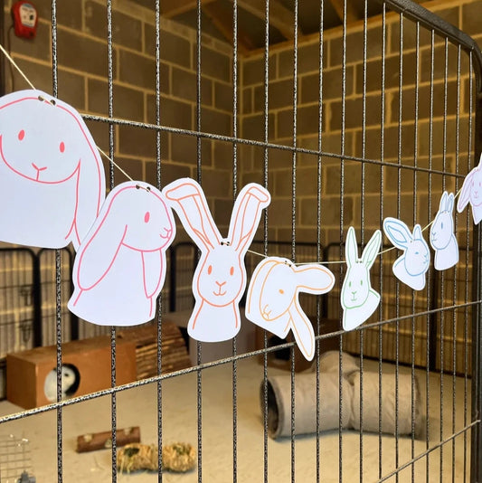 TNRF Rabbit Bunting