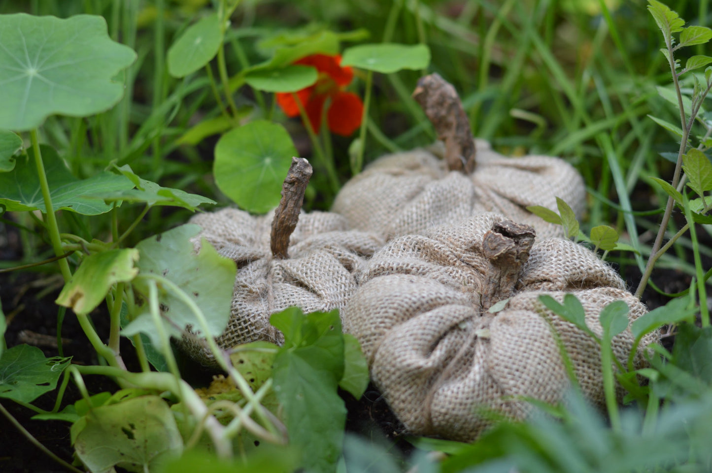 Hessian Pumpkin