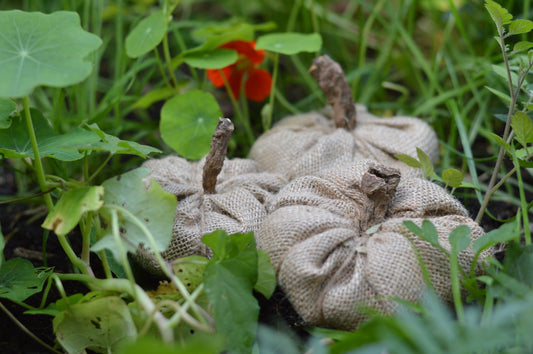 Hessian Pumpkin