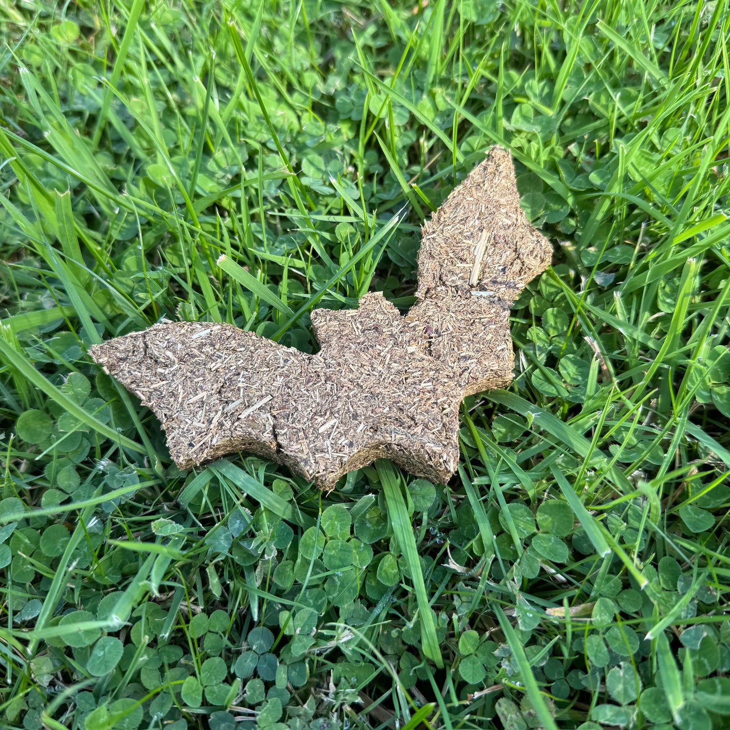 Halloween Bat Treat