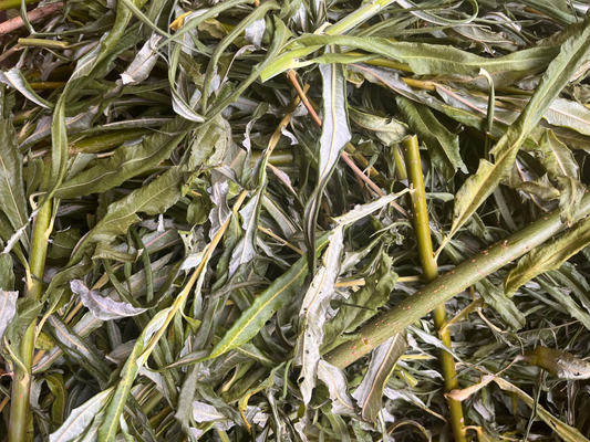 Willow Branches