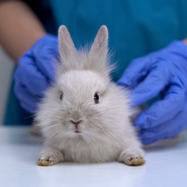 Iv Rabbit Vet Talk Recording – Ivy Dene Rabbit Retail